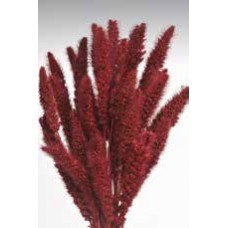 SETARIA  24" Berry-